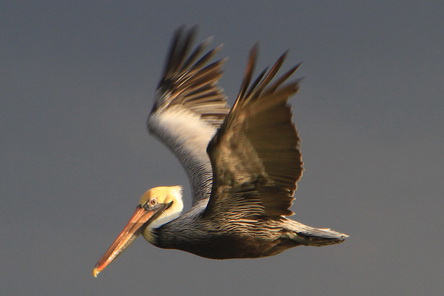 20150109_582 MX, QR, Tulum, National-Park, Pelikan.JPG